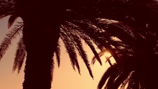 Uzun palmiye ağaçlarının arasından güneş parlıyor. Yaz, seyahat, turizm konsepti. — Stok video