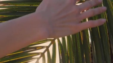 Güneş palmiye ağaçlarında parlıyor, kadın eli palmiye yapraklarına dokunuyor.