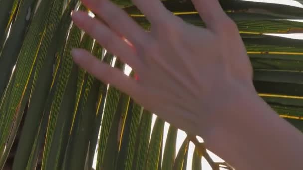 Sol a través de la palmera, mano tocando hojas de palma. Concepto de viaje . — Vídeo de stock