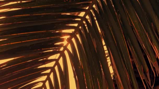 Sol brilhando através da palmeira — Vídeo de Stock