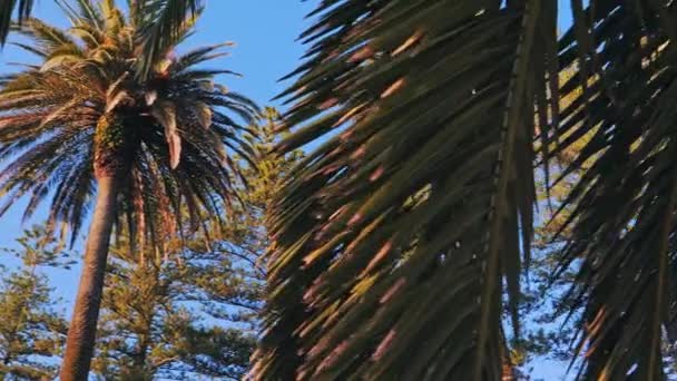Des branches de palmiers sur le ciel bleu. Concept d'été.