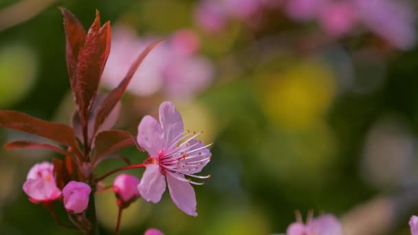 Hermoso rosa cerezo fresco flor árbol — Vídeos de Stock