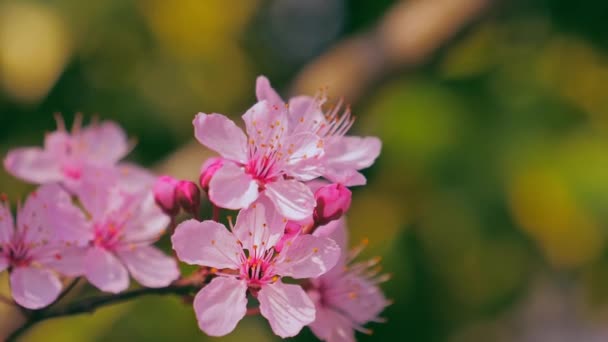 Όμορφο ροζ φρέσκο δέντρο λουλουδιών άνοιξη — Αρχείο Βίντεο
