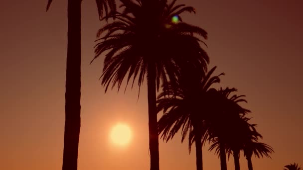 Silhouette di palme durante il tramonto tropicale. Estate, viaggi, concetto di turismo. — Video Stock