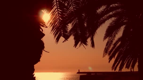 Słońce świeci przez palmę. Tropikalny zachód słońca, koncepcja turystyki. — Wideo stockowe