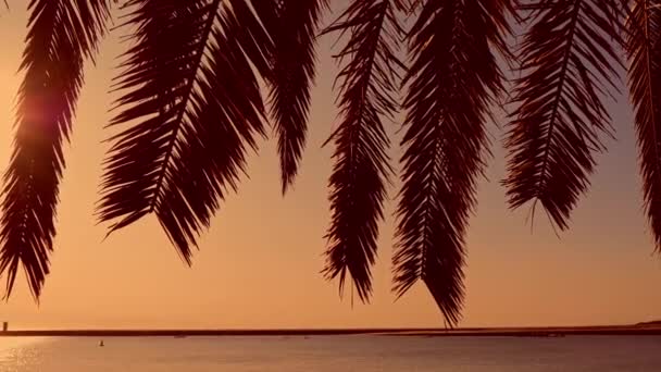 Słońce świeci przez palmę. Tropikalny zachód słońca. — Wideo stockowe