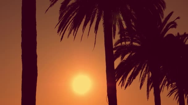 Palmer siluetter under solnedgången. Sommarkoncept. — Stockvideo