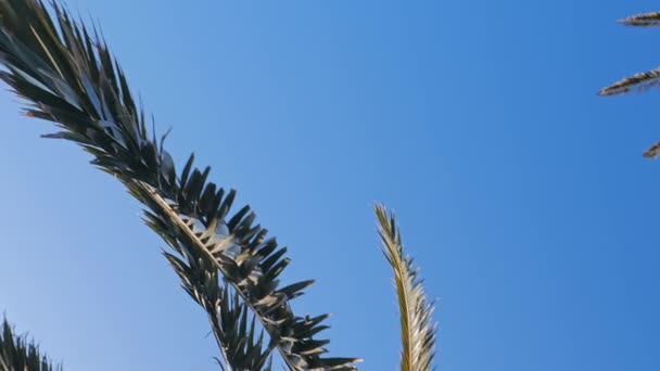 Gałęzie palmy na błękitnym niebie — Wideo stockowe