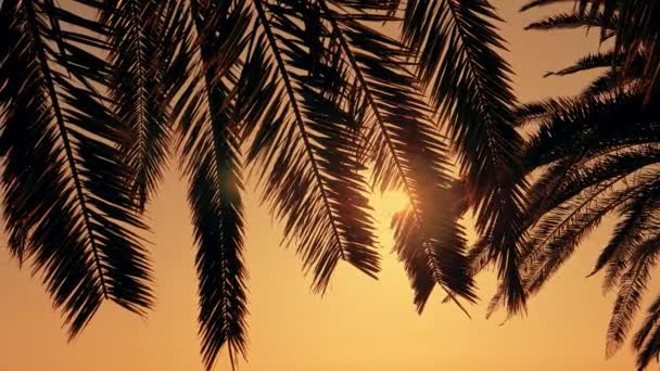 Palmiye ağaçlarının arasından parlayan güneş. Yaz turizmi kavramı. — Stok video