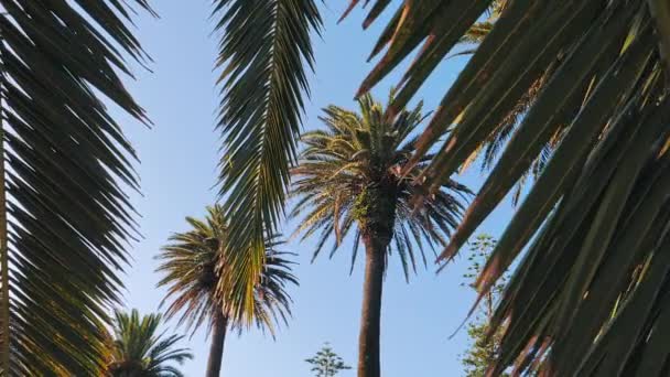 Gałęzie palmy na błękitnym niebie. Koncepcja turystyki letniej. — Wideo stockowe