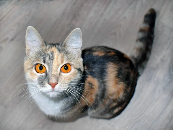 Gato Tricolor Bonito Com Olhos Laranja Brilhantes Senta Chão Olhar — Fotografia de Stock