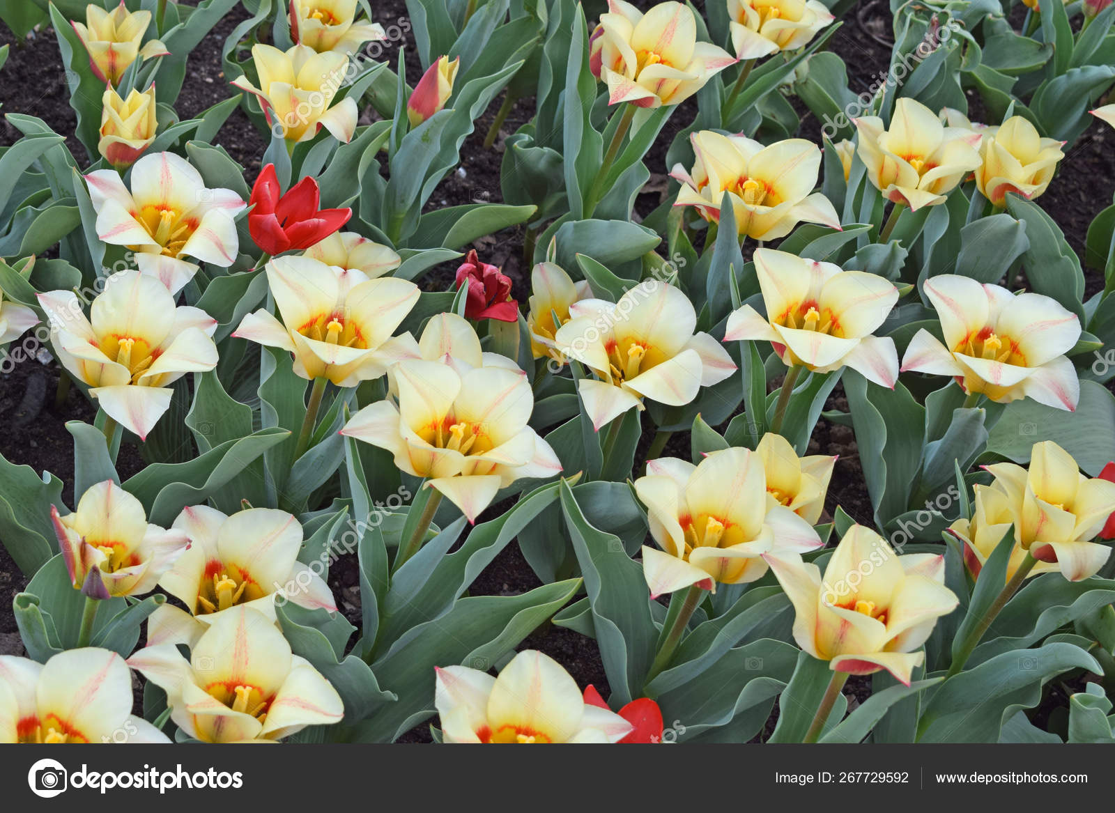 Tulipes Blanches Dans Jardin Fleuri Fond Naturel Printemps Pour Design Photographie Zhigulinadesign Gmail Com C 267729592