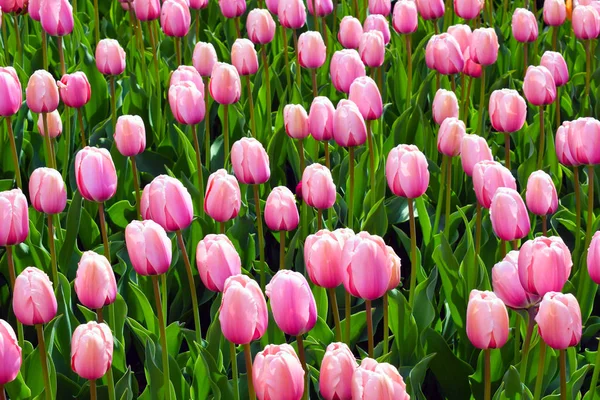 Pink tulips in the flower garden. Spring nature background for card design or web banner.