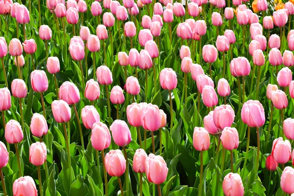 Pink tulips in the flower garden. Spring nature background for card design or web banner.