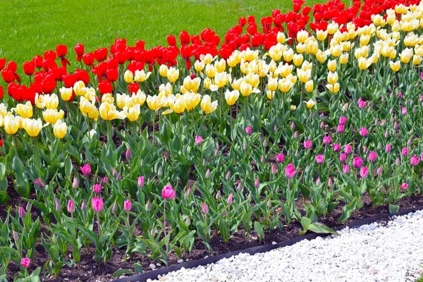 Flower Bed Colorful Tulips Red White Pink Yellow Bright Fresh — Stock Photo, Image