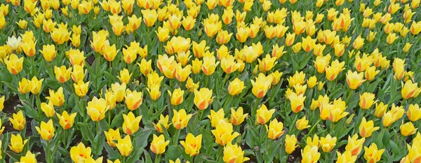 Field Yellow Tulips Bright Fresh Flowers Leaves Spring Nature Background — Stock Photo, Image