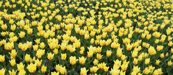 Field Yellow Tulips Bright Fresh Flowers Leaves Spring Nature Background — Stock Photo, Image