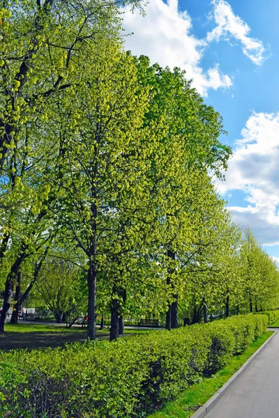Trees, trimmed bushes and road. Fresh bright greens and blue sky with clouds. Park in the spring (or summer).