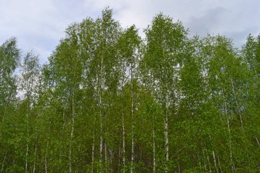 Güneşli bir yaz gününde yeşil huş ağacı korusu. Yatay arka plan.