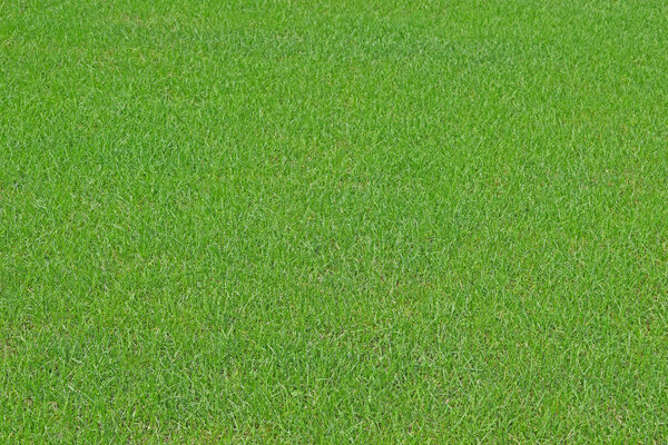 Green grass texture. Fresh spring background. Lawn, meadow or field.