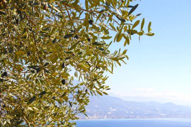 Zeytin ağacı dalları Konfit Zeytin meyve ile