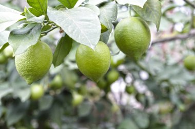 Yeşil taze limon bahçesinde ağaç üzerinde