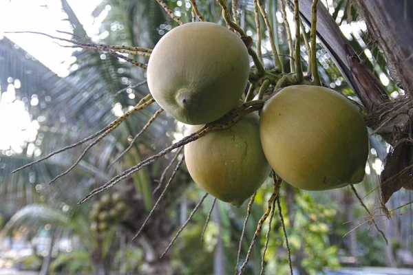 ヤシの木の枝に新鮮なグリーン ココナッツ — ストック写真