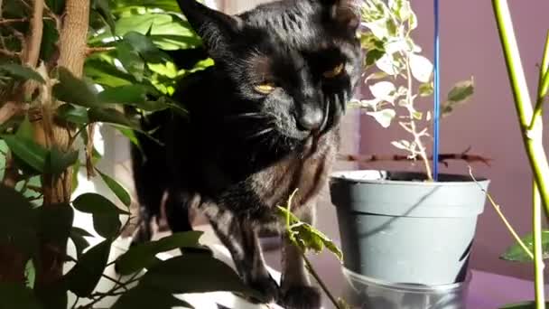 Black Cat Eating Home Plants — Stock Video