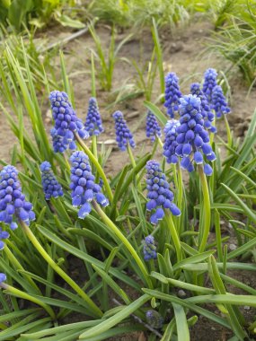 Yeşil çim bir arka plan üzerinde küçük mavi Muscari çiçekleri.