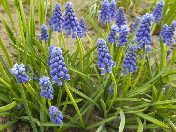 Small blue Muscari flowers on a background of green grass. — Stock Photo, Image