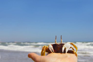 gözleri bir el üzerinde oturan komik bir yengeç yakın çekim 