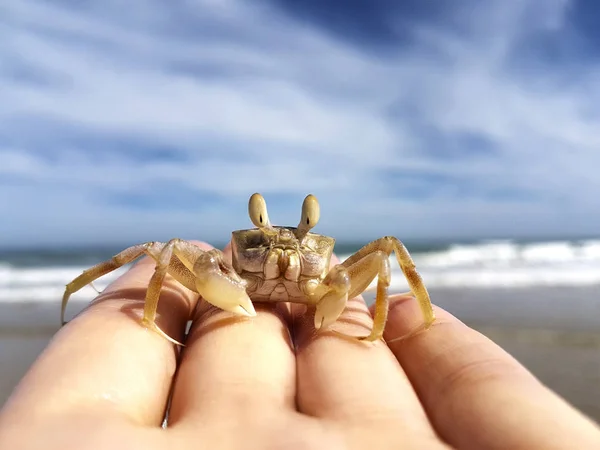 Primer plano de un cangrejo divertido con ojos sentados en una mano — Foto de Stock