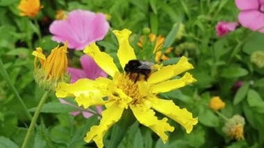  Bumblebee yaz aylarında çiçek açan çiçeklerden polen toplar