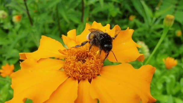 Bumblebee Coleta Pólen Flores Florescendo Verão — Vídeo de Stock