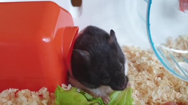 Liten Söt Svart Och Vit Hamster Äter Gräs — Stockvideo