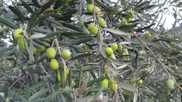Grüner Olivenbaum Auf Einem Ast Schüttelt Den Wind — Stockvideo