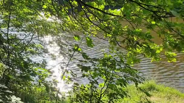Éblouissement Soleil Sur Rivière Rivière Dans Parc — Video