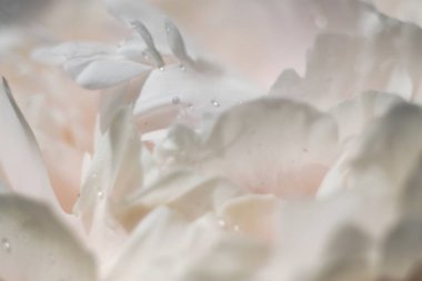 çiçek, natur fotoğrafı