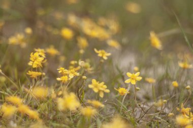 natur, çiçek fotoğrafı