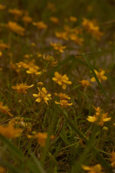 Foto Von Natur Blumen — Stockfoto