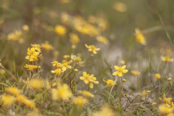 natur, çiçek fotoğrafı