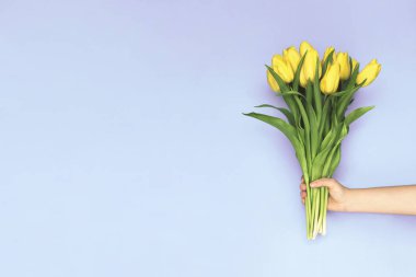 Bahar sarı laleler. Bir buket mor arka planda tutan kadın. Düz yatıyordu, en iyi görünüm. Lale çiçek arka plan. Metninizi ekleyin.