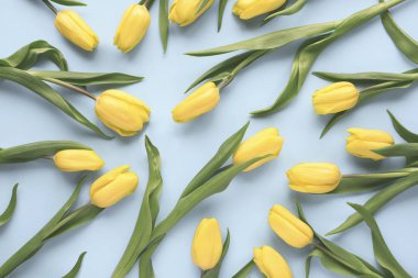 Düz yatıyordu bahar çiçekleri. Mavi zemin üzerine Sarı Lale çiçek. Üstten görünüm. En az çiçek sahte kavramı kadar.