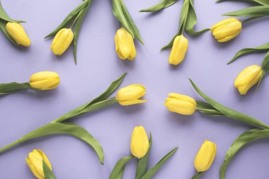Bahar çiçekleri. Mor zemin üzerine Sarı Lale çiçek. Düz yatıyordu, en iyi görünüm. En az çiçek sahte kavramı kadar.