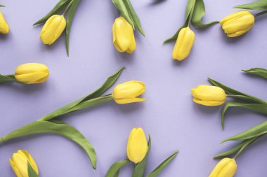 Bahar çiçekleri. Mor zemin üzerine Sarı Lale çiçek. Düz yatıyordu, en iyi görünüm. En az çiçek sahte kavramı kadar.