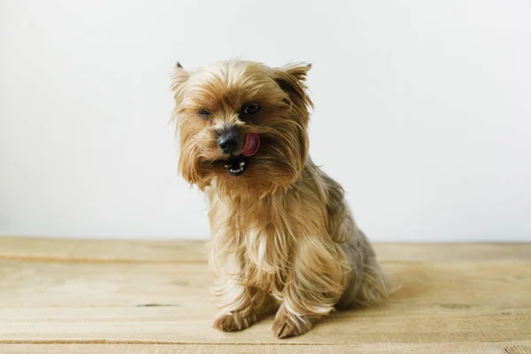 Niedliche Yorkshire Terrier Lecken Nase Sitzt Einem Wohnzimmer Einstellung Mit — Stockfoto