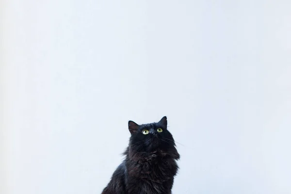 Portréja Egy Ülő Fekete Macska Felnézett Fehér Háttér Fallal Egy — Stock Fotó