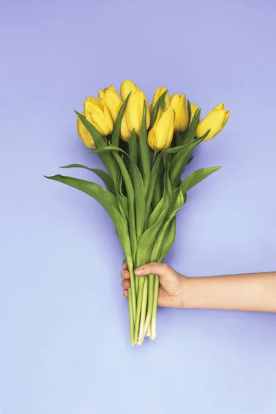 Woman hand holding yellow tulip flowers on purple background. Flat lay, top view. Tulip flower background.