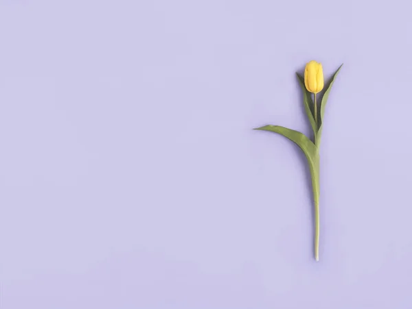 Spring flowers. Yellow flower on pastel purple background. Flat lay, top view. Minimal concept. Add your text.