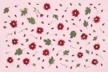 Kırmızı krizantem, pembe arka plan üzerinde yeşil yaprakları yapılmış çiçek desen. Düz yatıyordu, üstten bak. Sevgililer arka plan. Çiçek deseni. Çiçekler desen doku. Yaz konsepti.